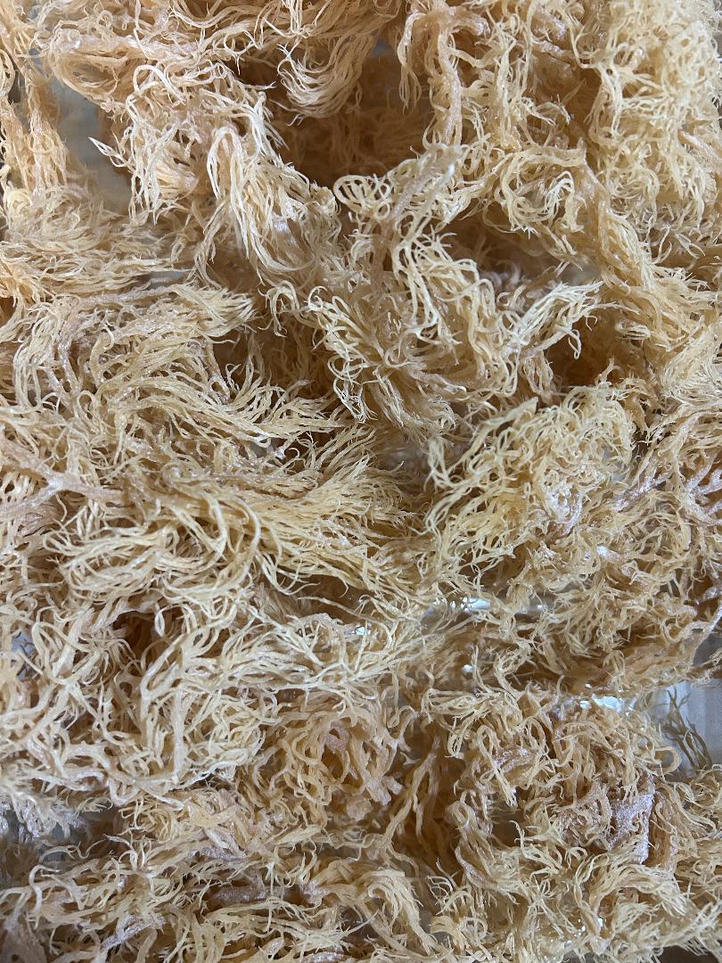 Sea Moss